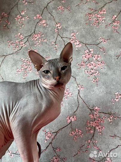 Донской сфинкс котята