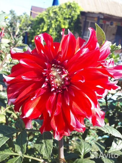 Продаю комнатные цветы и клубни георгин