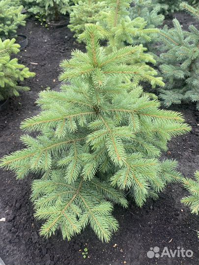 Ель колючая Глаука