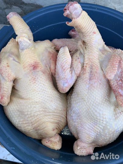Мясо домашнего бройлера