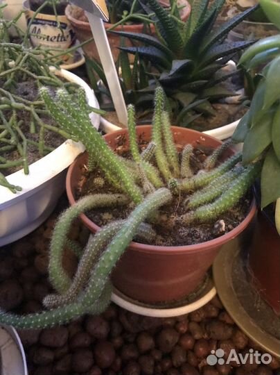 Комнатные растения цветы