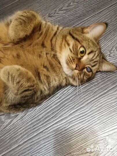 Кошка в дар бесплатно