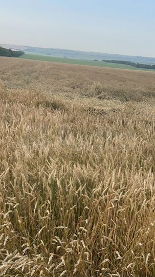 Участок 50 га (СНТ, ДНП)