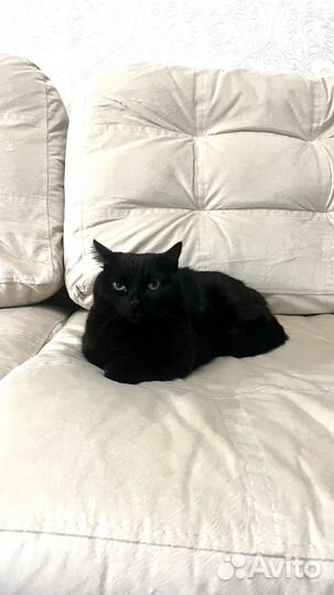 Котоняня (только Новоселье)