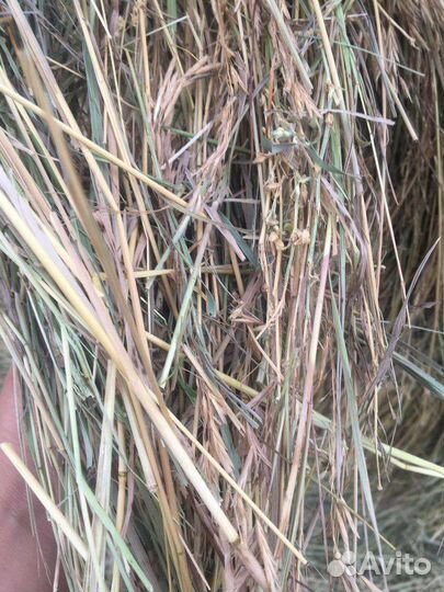 Сено в рулонах