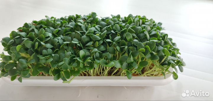 Франшиза производства микрозелени от собственника