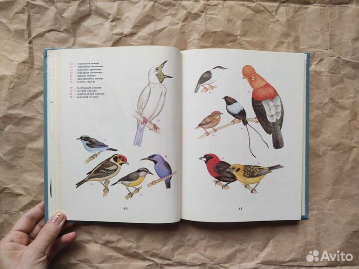 Птицы разных материков, Бёме цветные иллюстрации