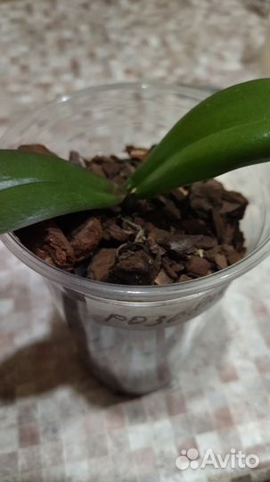 Детки орхидей