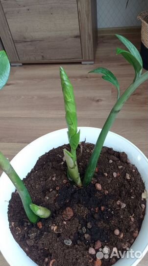 Замиокулькас