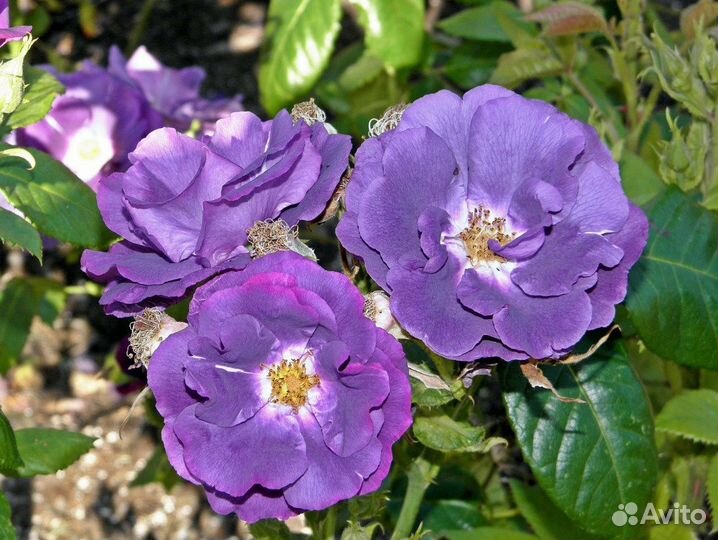 Розы Rhapsody in Blue и Eyes For You