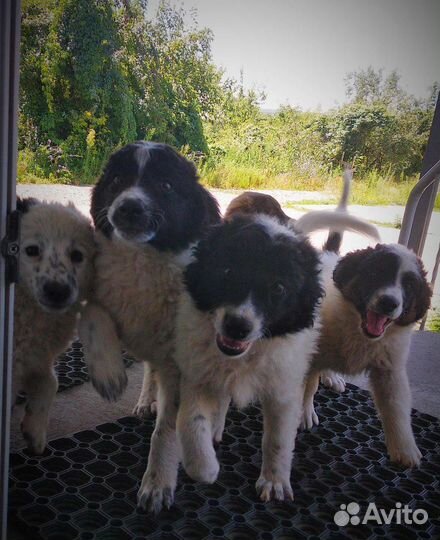 Двортерьер