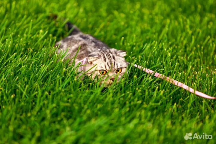 Газон рулонный с укладкой от производителя