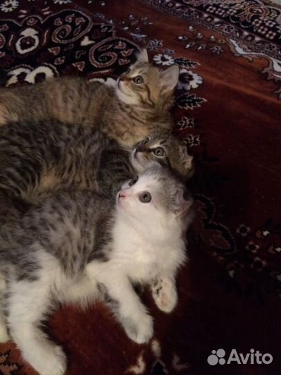 Вислоухие котята