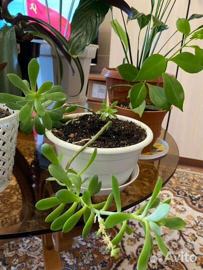 Комнатные цветы