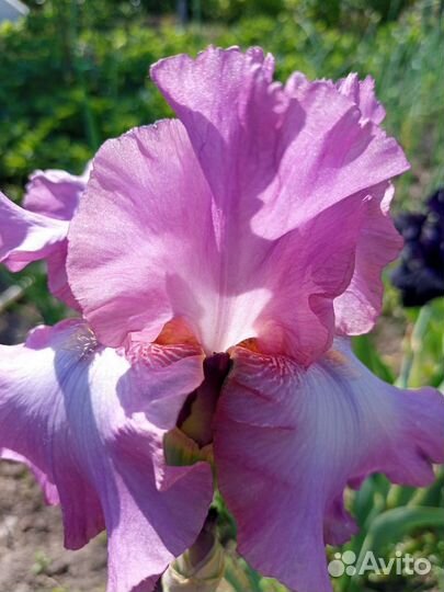 Ирис бородатый