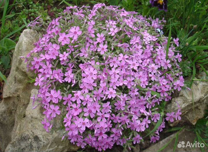 Флокс шиловидный