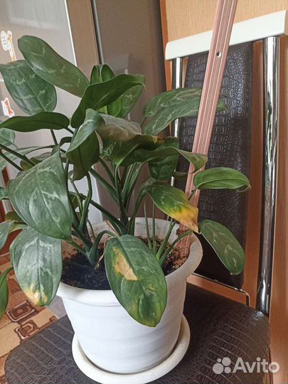 Диффенбахия