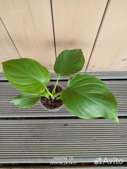 Хомаломена