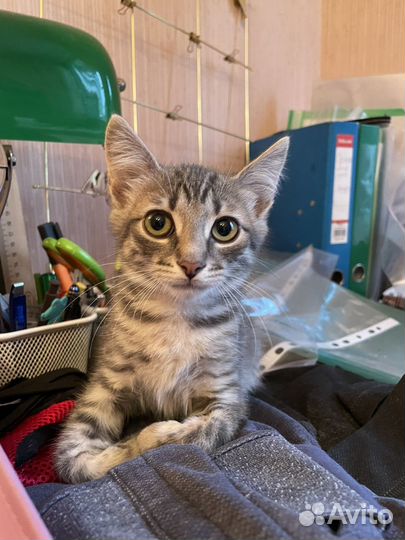 Котенок серый-полосатый в добрые руки