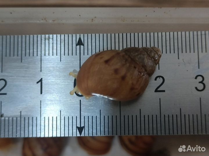 Улитки ахатины маленькие