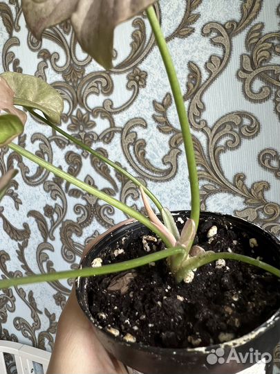 Сингониум три короля