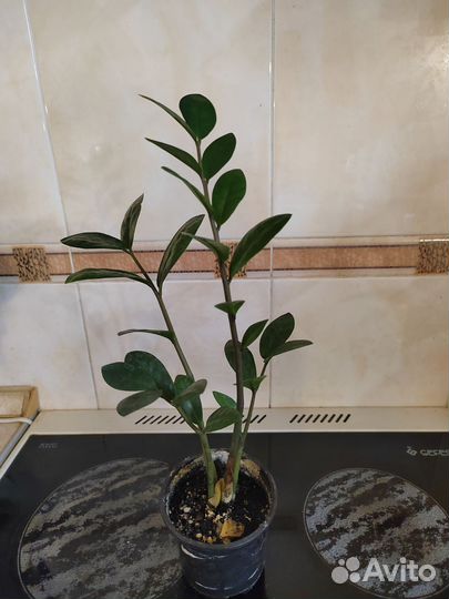 Замиокулькас