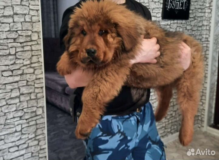 Тибетский мастиф