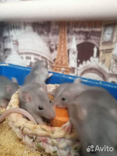 Крысята дамбо