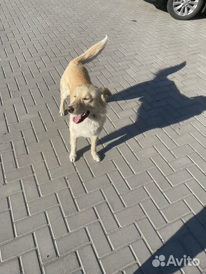 Собака в добрые руки