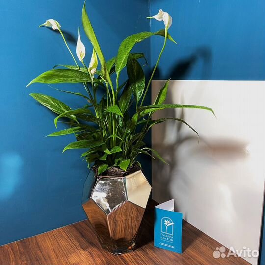 Цветок Спатифиллум (Женское счастье)