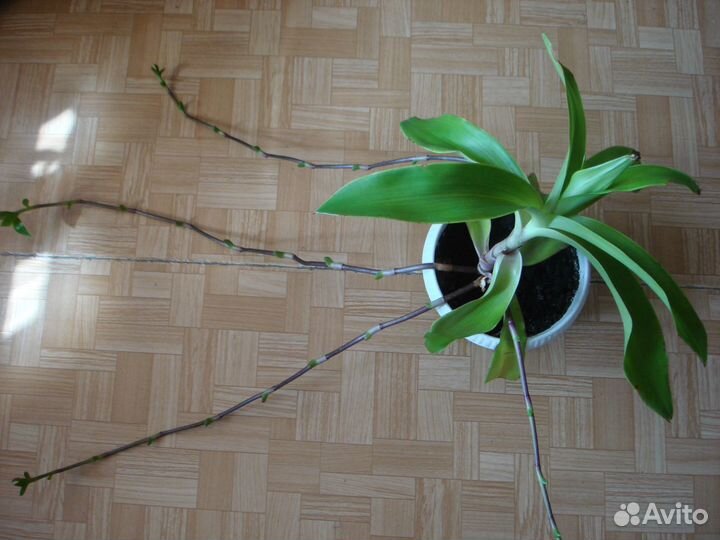 Золотой ус - растение целитель