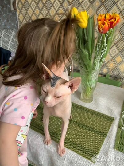 Канадский сфинкс