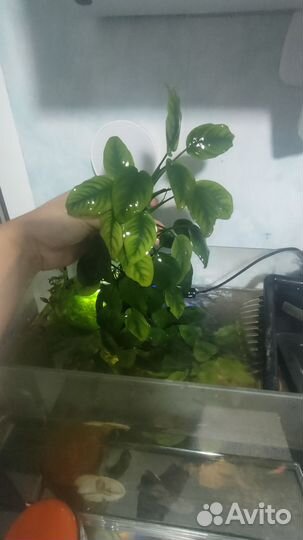 Анубиас в аквариум