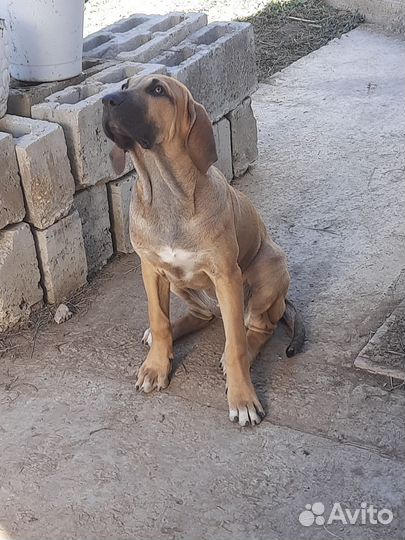 Щенки Фила Бразильеро