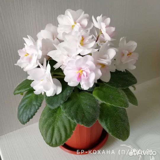 Детка сортовой фиалки 