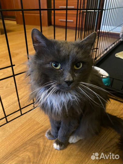 Кот пушистик серый