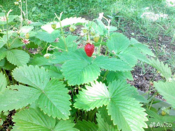 Земляника садовая кустики