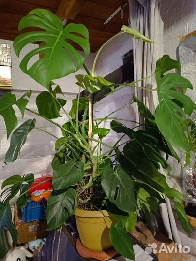 Панданус, монстера