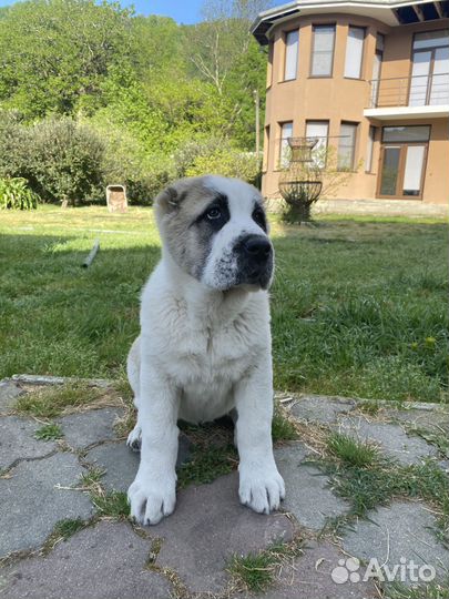 Щенки алабая