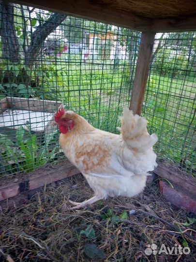 Куры несушки