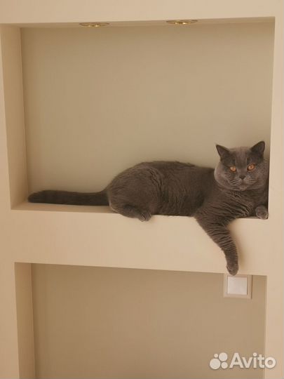 Вязка, британский кот