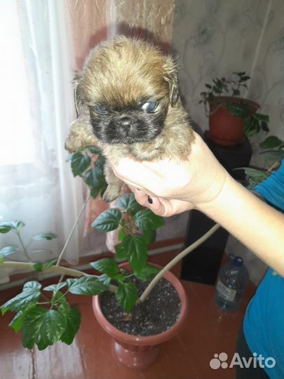 Щенки пекинеса