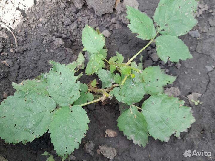 Ежевика Агавам 2 шт