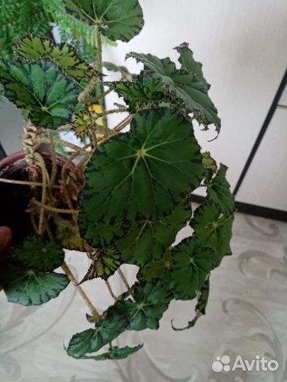 Комнатные растения цветы