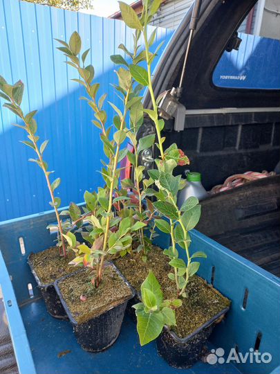 Саженцы голубики 3-х летние