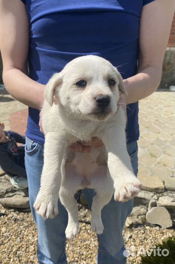 Отдаю щеночков в добрые руки