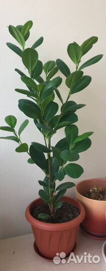 Фикус микрокарпа мокламе