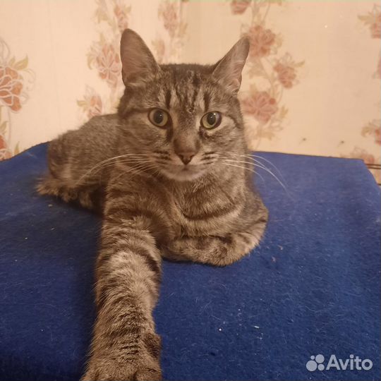 Европейская