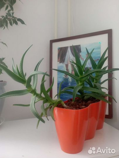 Алоэ лечебный