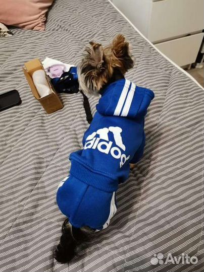 Костюм для маленькой собаки